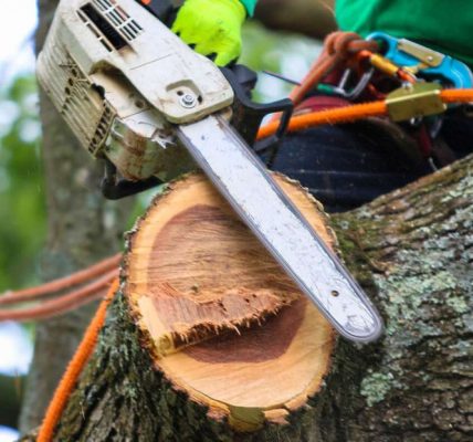 Professional Tree Removal Service in Jackson MI for Storm Damage